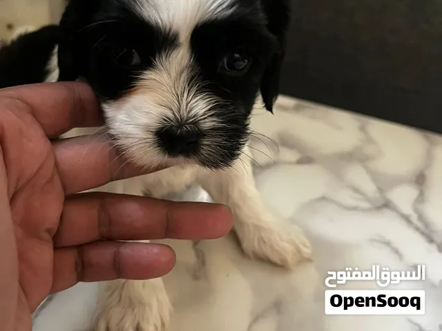 Cockapoo up for sale