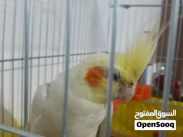 طير كوكتيل انها صوتو جميل بيجي معو قفص جميل صوتو رائع لونو اصفر عليه عرض لحق حالك ع عرض