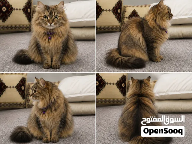 قطة أنثى للتبني