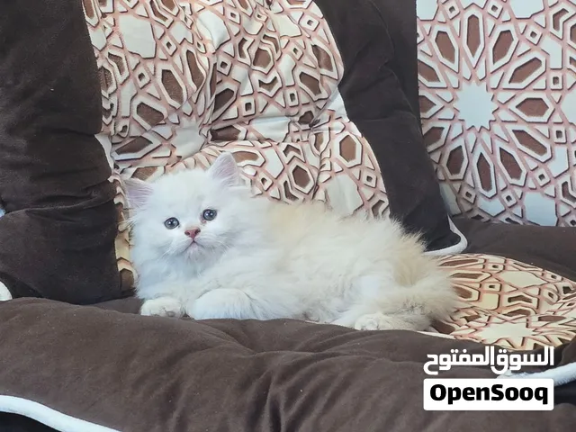 قطه شيرازي بيور