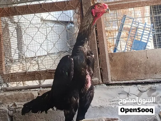 ديك الماني عمر 10 اشهر
