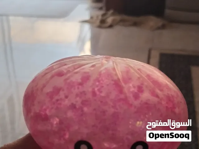 سكويشي سيكريت