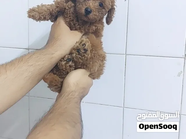 متوفر جراوي توي بودل  لون احمر  TOY POODLES PUPPIES  AVAILABLE