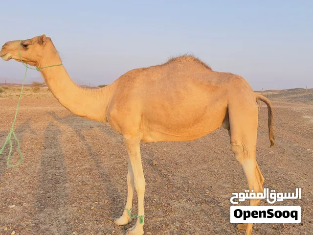 ناقه للبيع