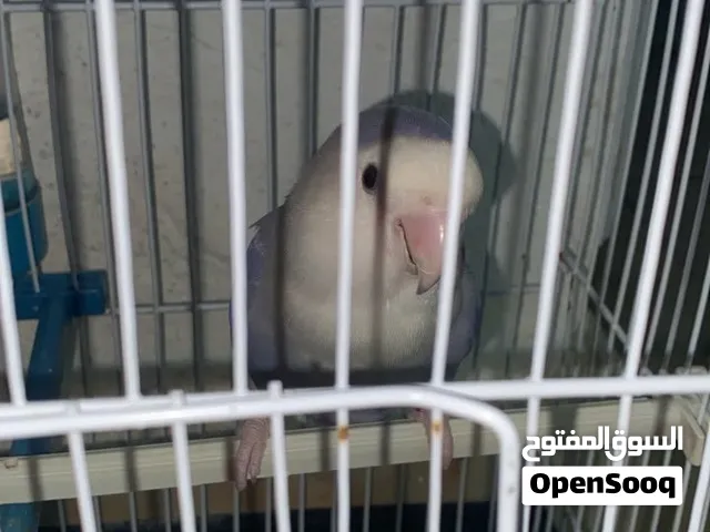 طير روز للبيع الجنس انثي