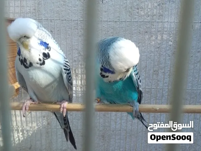 زوج طيور حب نكليزي