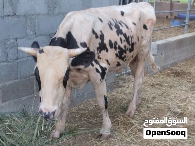 ثور كبير للبيع ب 450 نهايه