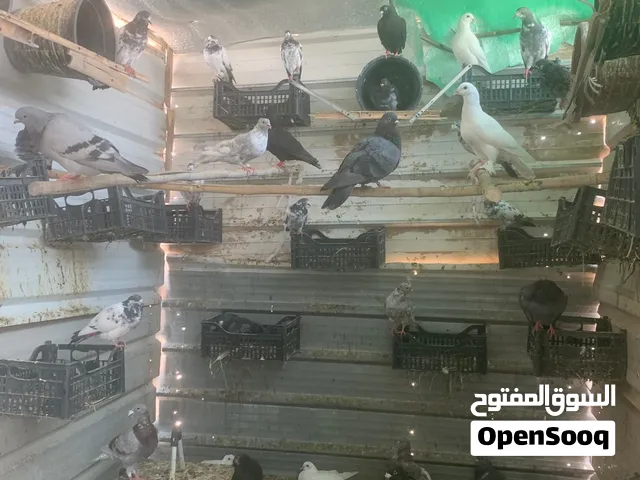 البيع حمام مجموعه