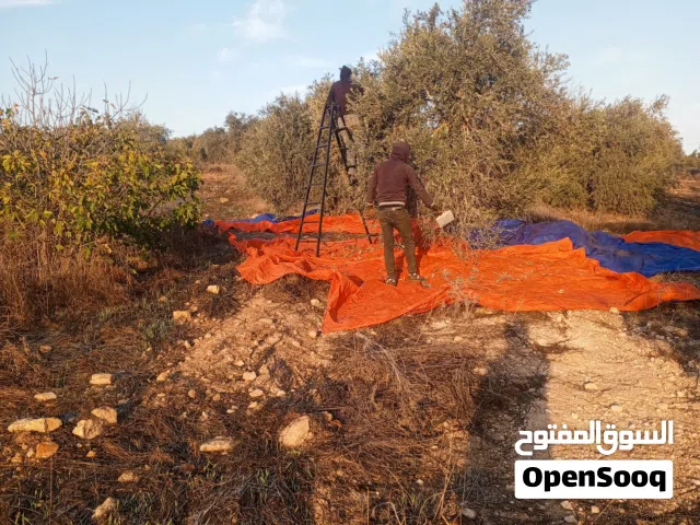 مطلوب زيتون ع ثلث أو ع نص
