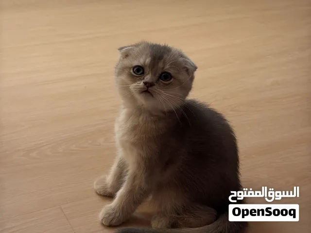 قطط سكوتش فولد / ستريت للبيع