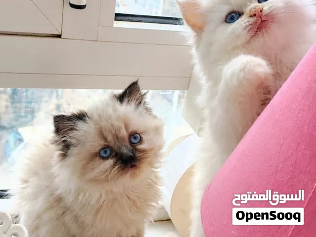 قطط هملايا