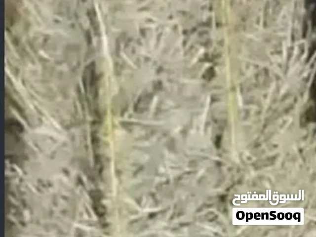 مطلوب برايد حشائش عدد فوق 200 ربطه مع التوصيل للخابورة -المسيلة اللي معه يتواصل وات ساب