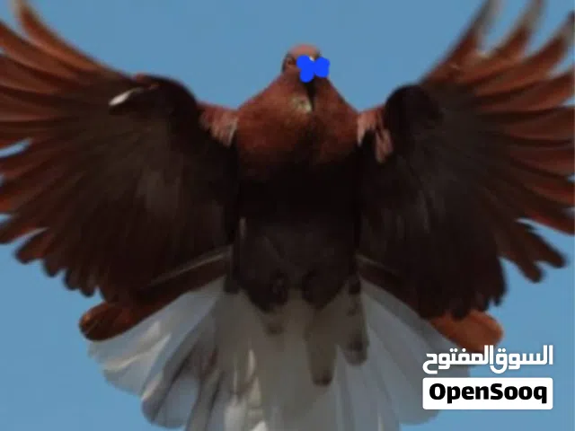 متاح جملة اجواز نيوكولا طيار .اقرأ الوصف