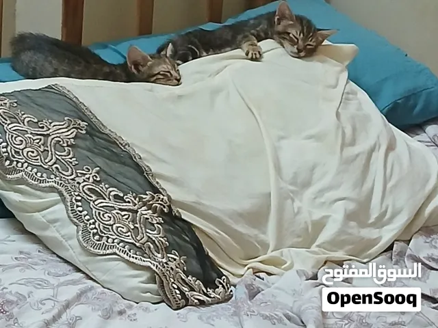 قطتين للتبني عمرهم من 7-10 أسابيع