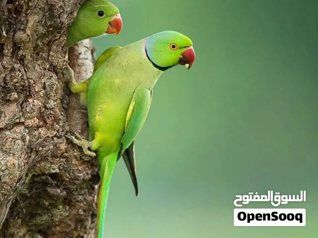 دره او متوه