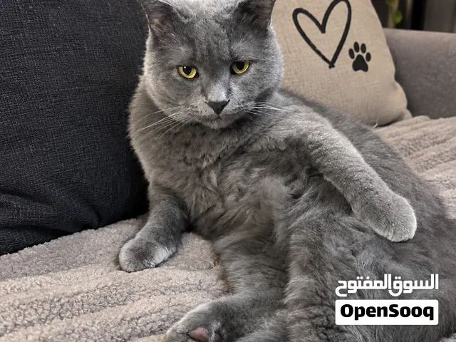 قطة بريتش شورت هير