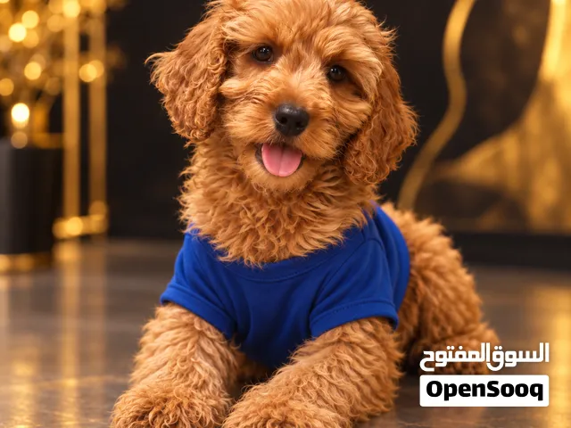 Adorable Cockapoo Puppies – 2 Girls & 1 Boy, 2 Months Old  Vaccinated + Microchipped + Passport