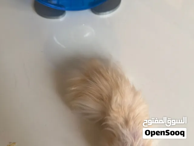 Syrian male hamster