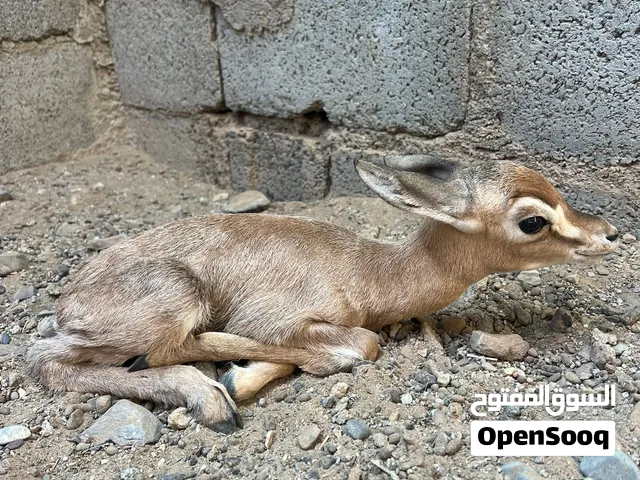 مولود الغزال العربي