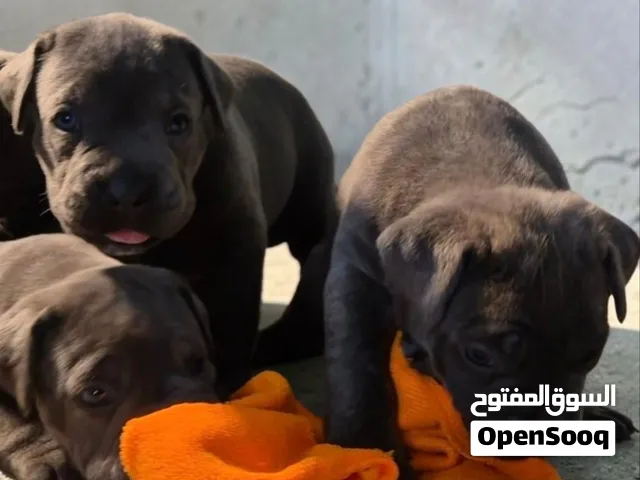 cane corso puppies