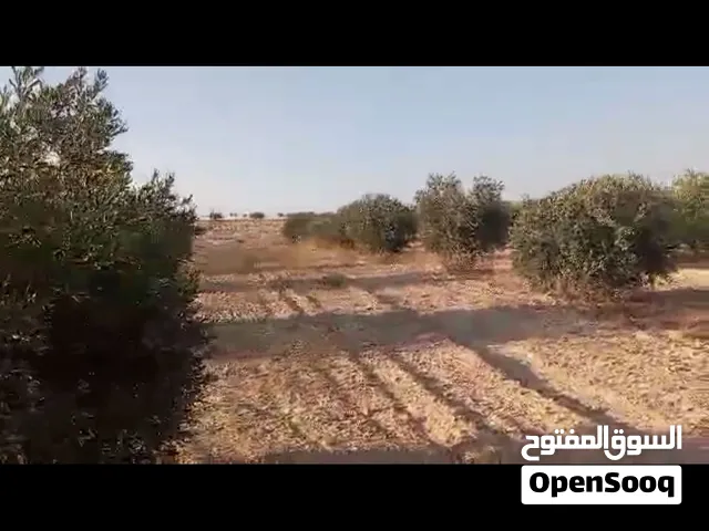 ارض 20 دنم للبيع وارض 16 دنم للبيع