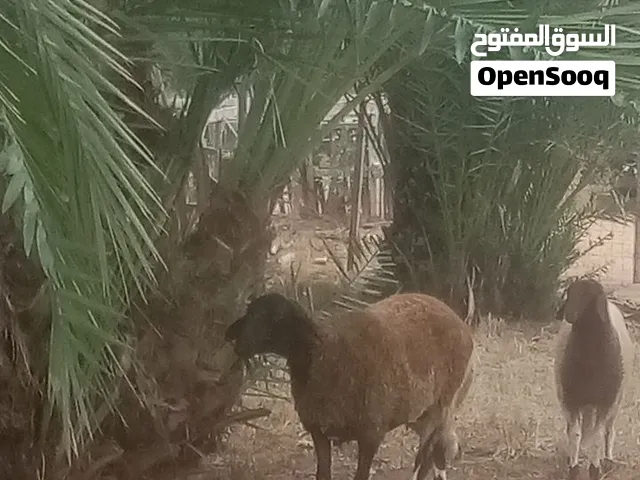 نعجتين للبيع