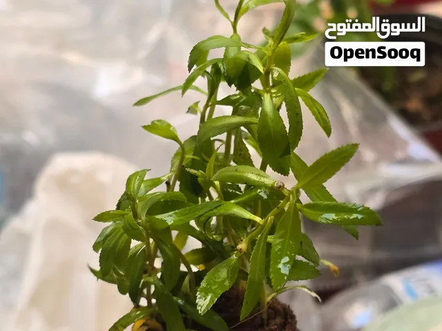 Aquatic plants & fishes (Home bred) breeding pairs also avaliable