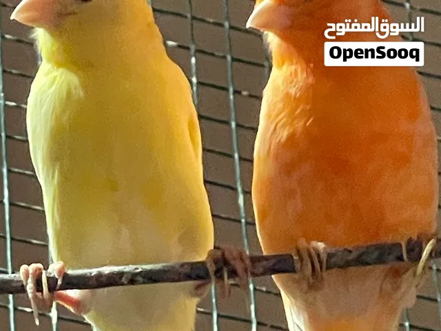 طيور كناري للبيع