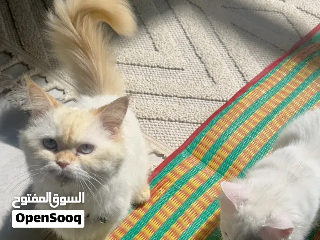قطط للبيع نوعين