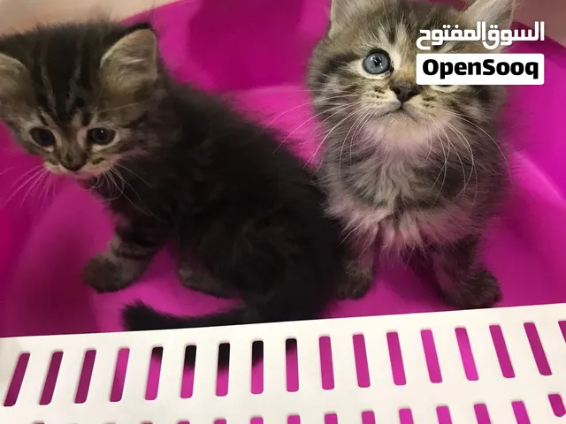 أجمل ولدين دباديب بيرشن تايجر كريمي بصحه اللهم بارك عمرهم 50يوم متعودين عاللتر و جاهزين لبيتهم الجدي