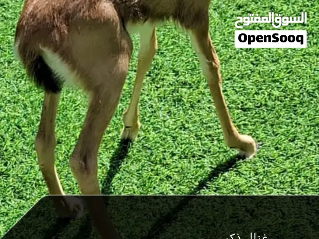 غزال ديماني