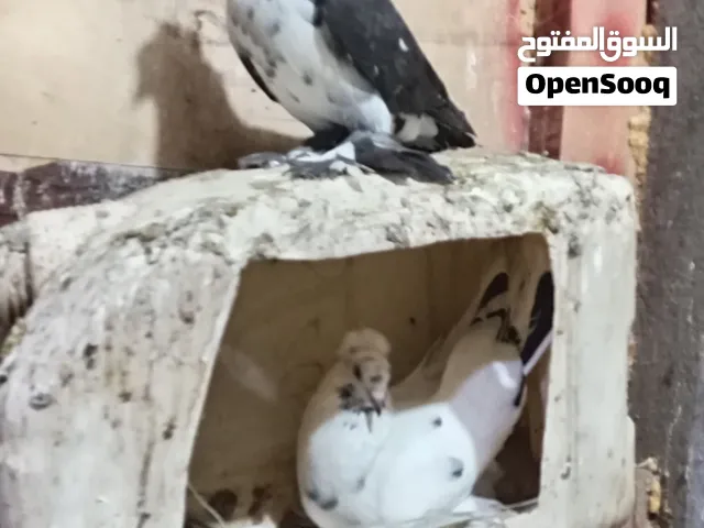 حمام شقليب مدحي 2 دحيات اقرا الوصفه