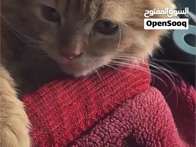 قطوس شيرازي للبيع