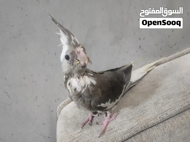 مطلوب كوكتيل مفقود