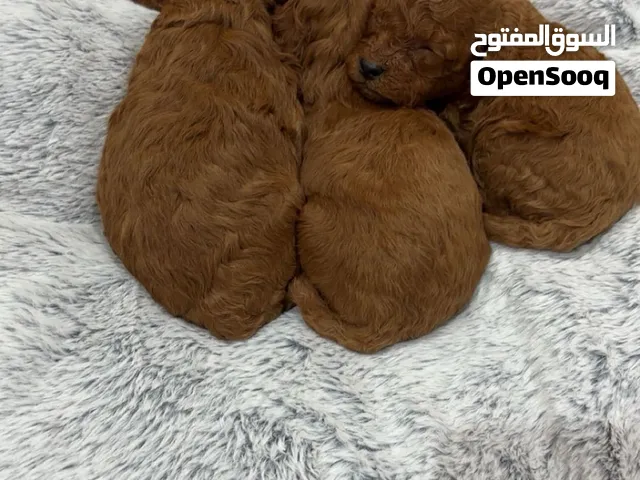 للحجز بودل  متوفر ذكرين  ونثيه مواليد شهر سبعة تاريخ 10 الاستلام بعد التطعيم أي استفسار على واتساب