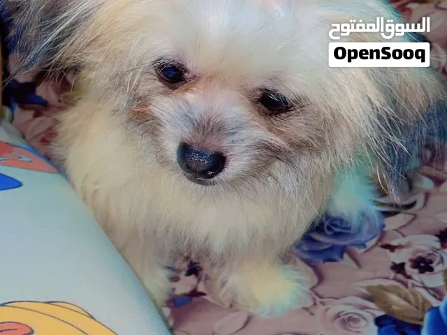 للبيع: كلبة صغيرة وجميلة جداً من سلالة مالتيبو