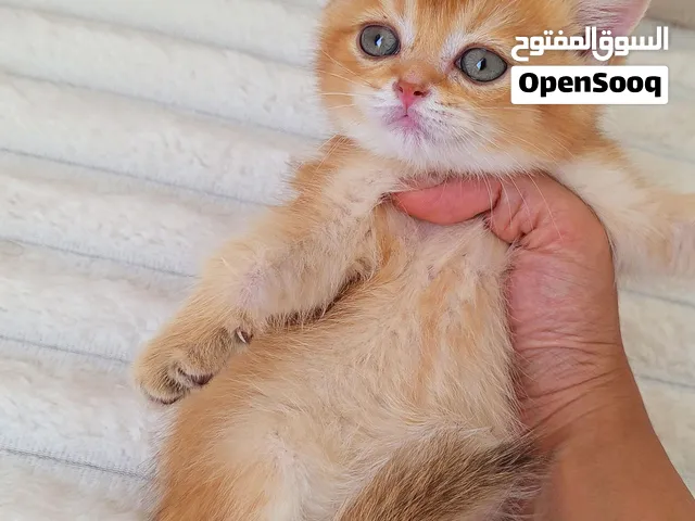 British kitten
