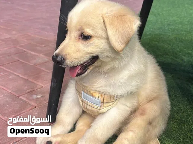 كلب جولدن ريتيفر عمره 3شهور فقط