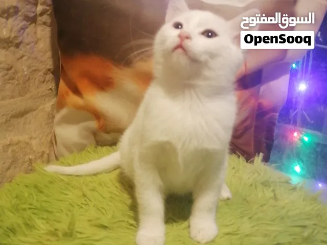 تبني قطه أنثى شهرين ونص لعوبه حنونه اليفه مرحه من لطافتهاكأنهاأرنب محبه للبشرمتعوده للتربوكس ودراي