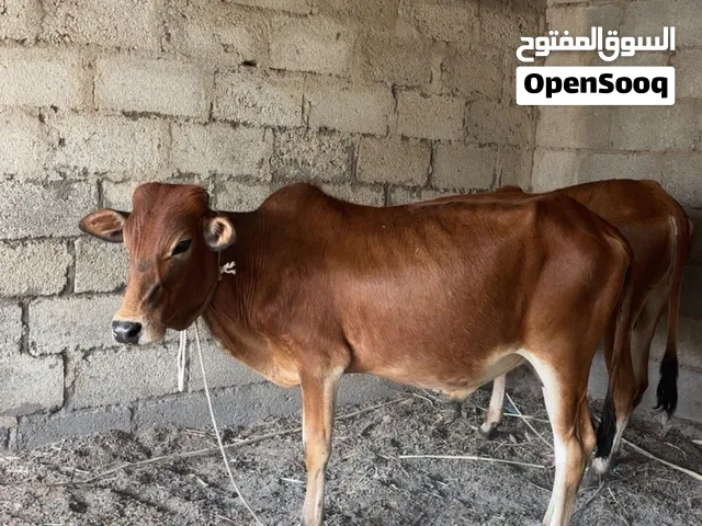 للبيع عجل فول سمنه العمر سنتين وعليه مد وشور الله يبارك