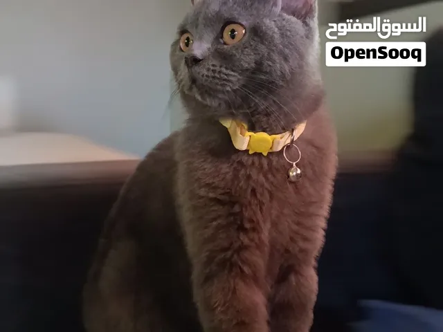 قط من الفصيلة البريطانية ذكر، تقريباً عمرو سنة