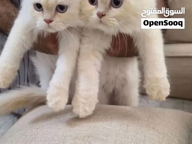 ( للبيع ) هملايا من اصل هملايا بيرشن  + إناث فقط