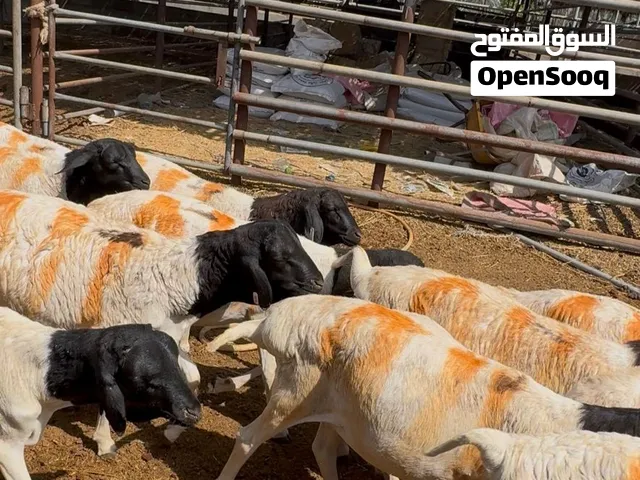 هذه أغنام صومالية