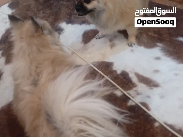 كلب للبيع العاجل