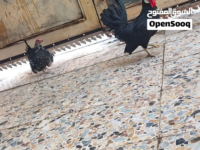زوج دجاج زاحف مستوا حلو كلش سعرهن 75 الف