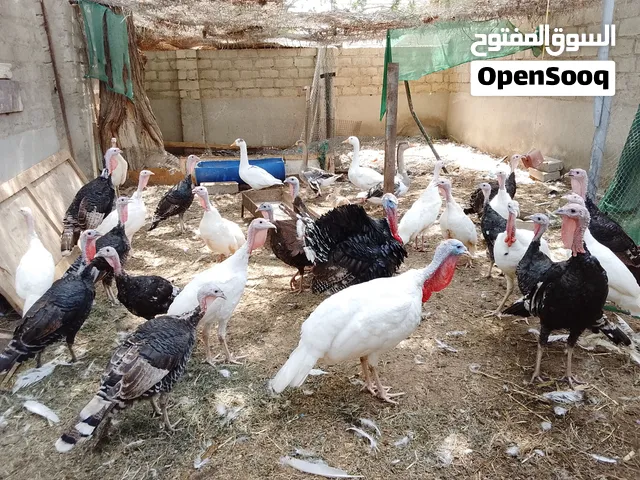 تتوفر هنا طيور الديك الرومي؛ فمن يحتاج إلى واحد، يرجى الاتصال.
