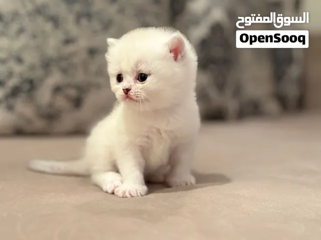 قطط سكوتش ستريت صغيره للبيع