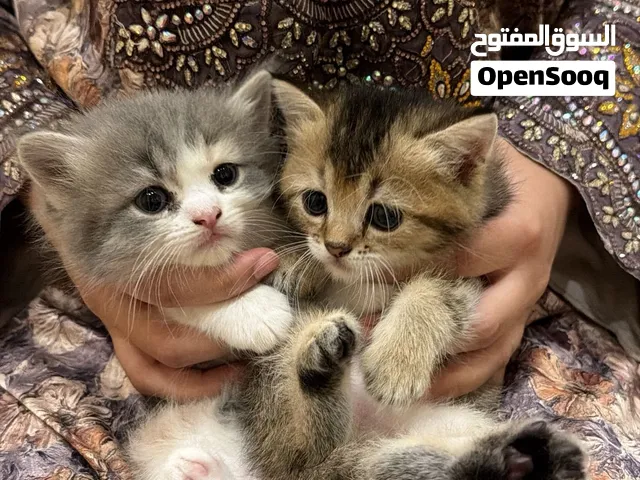 قطط  نوع سكوتش ذكور وإناث