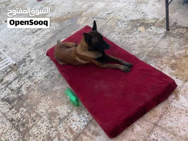 مالينوا فحل