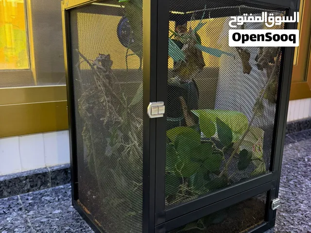 قفص زواحف For Sale – Reptile